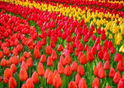 parco-tulipani-olanda